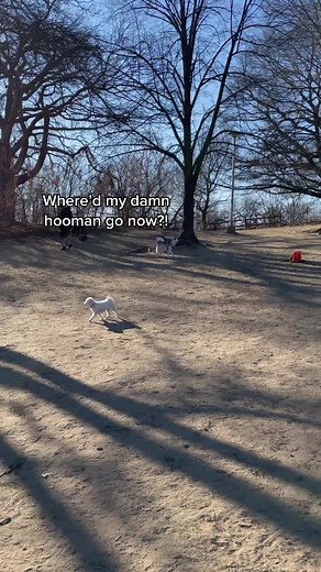 when she lost me at the park again 🤪 #blinddog #husky #blinddogproblems #dogpark #fyp