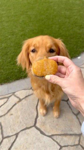 Pumpkin Dog Treat Recipe