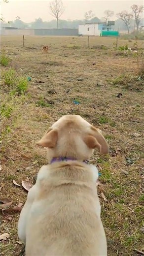 Golden dog barking❤️🐕 #dog barking video #part 26