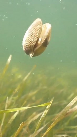 Florida scallop season is underway! Having any luck yet!? Have you ever seen a scallop swim? 😆 📹 @birds_underwater via @discovercrystalriver #florida #gulfcoast #gulfofmexico #scallops #outdoors #snorkeling #crystalriver #staysaltyflorida #visitflorida #boating #lovefl | Stay Salty Florida