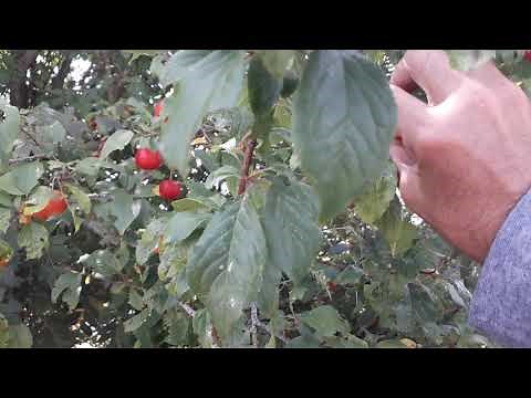 Je cueille des prunes sauvages (prunier myrobolan)