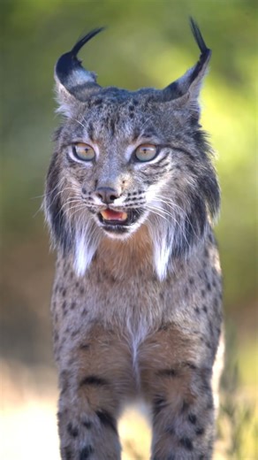 wild cat lynx। lynx cat # जंगली बिल्ली