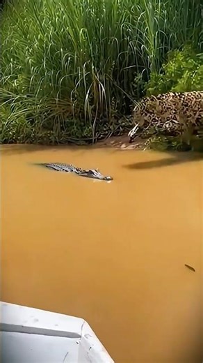 Boat POV: Jaguar vs Alligator in WILD Showdown