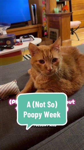 Gus the Cat: Managing Chronic Megacolon and Constipation
