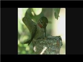 Watch How Do Hummingbirds Help Pollination? on Amazon Live