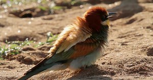 Le guêpier d'Europe | Lumni Enseignement