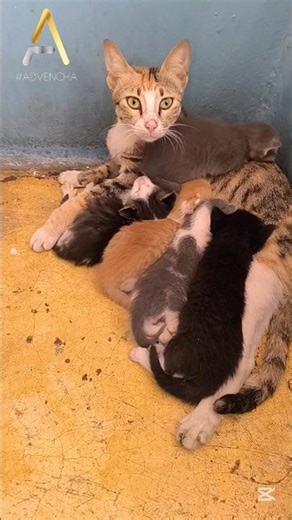Meet Dusty's Kids: Fluffy, Crunchy, Masty, Plumpy & Lucy
