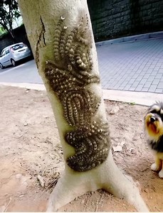 ⚠️¡Si alguna vez ves algo como esto, no lo toques bajo ninguna circunstancia! ¡Informa de inmediato a las autoridades correspondientes! 😱😱 Estábamos de picnic familiar en el parque. 👨‍👩‍👧‍👦 Mi esposo y yo estábamos relajados en el césped mientras los niños jugaban cerca. De repente, nuestro hijo corrió hacia un árbol y gritó emocionado: — ¡Mamá, mira este árbol tan bonito! ¡Tiene dibujos por todas partes! 🤦‍♀️ Pensé que solo había visto una corteza curiosa y que quería tocarla… Pero justo