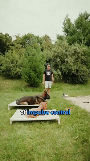 An enormous issue in the dog world is people getting dogs who practice and nurture tons of excitement/arousal with the dog while NOT practicing impulse control and calmness. This leads to a dog who lives in a baseline state of arousal, which increases as the human continues to nurture arousal with no rules, boundaries, or limitations. Eventually, you have a dog who is regularly aroused, easily triggered to be aroused, who lacks impulse control and can not calm down. These are most of my clients.