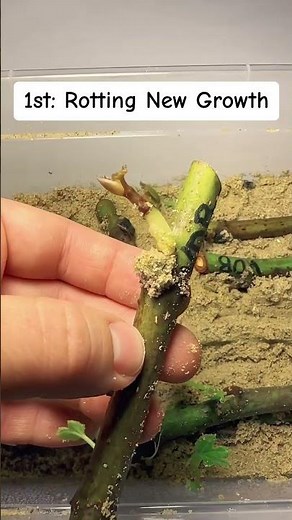 Avoid these mistakes when rooting cuttings!
