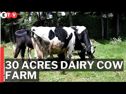 30 Acres Dairy Cow Farm in Laikipia (Kenya)