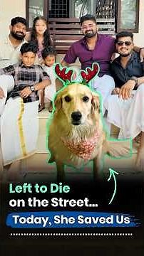 This Street Dog Healed More Than Herself | She Was Left to Die… Now She Saves Hearts