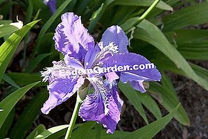 Keluarga Iridaceae / Iridaceae 🌿 Semua Tentang Berkebun Dan Desain Taman - 2025