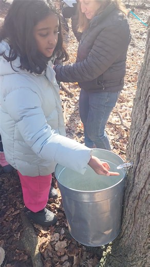 Tasting Maple sap directly from the tree