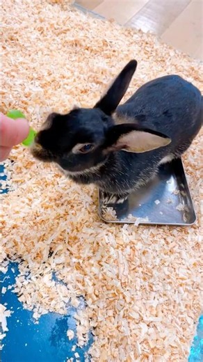 【神奈川県 平塚市】可愛い動物たちに癒やされた一日🥰 #いきもの探検隊 #OSC湘南シティ #夫婦 #動物 #小動物