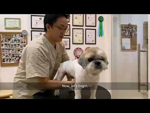 Tutorial: Trimming your Dog's Underpaw Hair