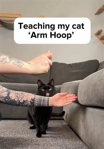 How to teach an arm hoop jump step by step! 😸 This weeks Tricky Tuesday is a simple confidence building trick that works focus, body awareness, and trust. You don’t need a hoop or special equipment, your arm becomes the target. 1. Start with a lure or finger target and guide your cat over your arm. 2. Mark and reward the moment they cross, even if it’s just a tiny step. 3.Begin with your arm low so it feels easy and slowly raise it and create the hoop as your cat understands the movement. Keep 