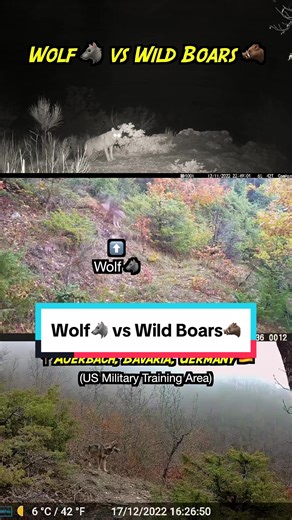 Wolf vs Wild Boars: Close Encounter in Bavaria