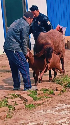 Goat Farming Techniques Sharing Secrets to Getting#101