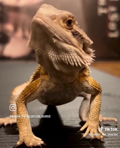 Nandor (@nandor_the_beardie)’s videos with original sound - Nandor