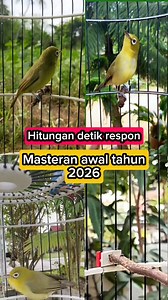 Masteran kecial kuning lombok hitungan detik langsung respon #reels #fyp #viral #burung #kecialkuning | Gurun Sahara