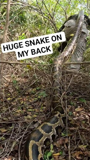 HUGE PYTHON ON MY BACK!