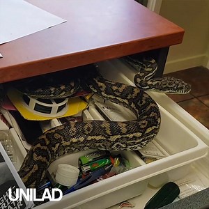 It's amazing where you can discover a snakes hiding place 🐍🙈 | UNILAD