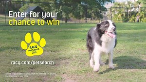 It's time to let your pet shine! Use these tips to snap the pawfect photo or video for a chance to win $1K in our #RACQPetSearch comp. Enter here: racq.com/petsearch. | RACQ