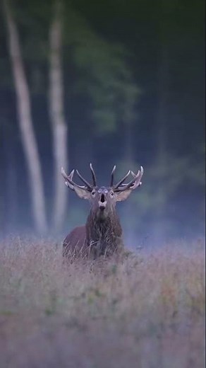 Realistic Deer Calling Sounds
