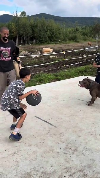 This Blue Pitbull Knows When To Protect And Play