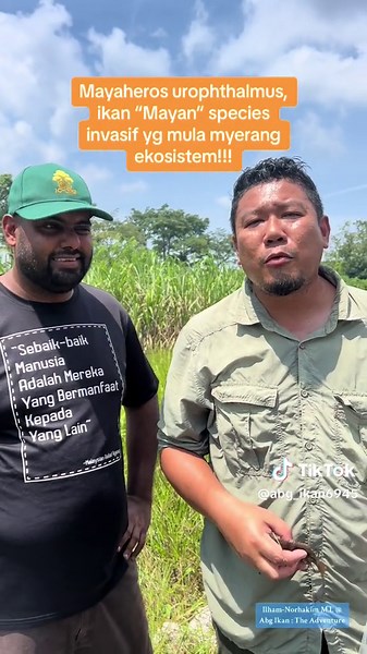 Ikan Mayan: Species Invasif yang Mengancam Ekosistem!