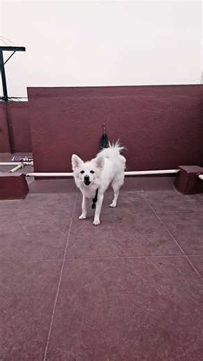 Miscatch compilation 2 #dog #puppy #pets #doggames #spitz