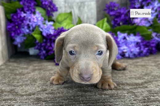 Madison - Mini Dachshund Puppy 3AD580