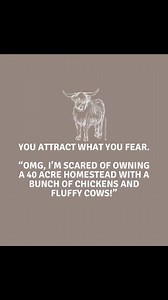 #HighlandCows #FluffyCows Part 1 | Pagan & Occult Humor