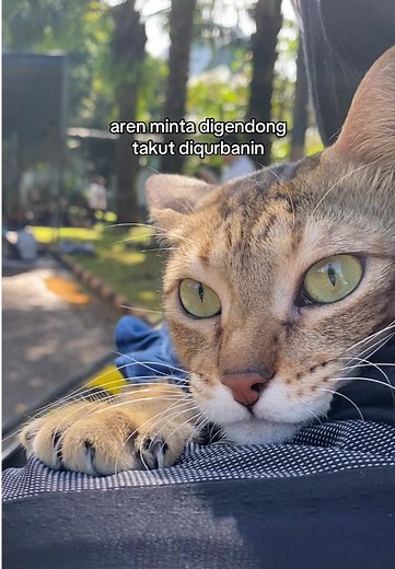 Sapi ijo jangan sampai lepas - kucing takut dikurbankan