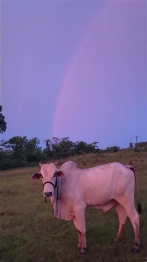 pegando galã no final da tarde com direito a arco-íris