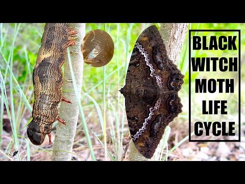 BLACK WITCH MOTH LIFE CYCLE - FARMING LA BRUJA NEGRA