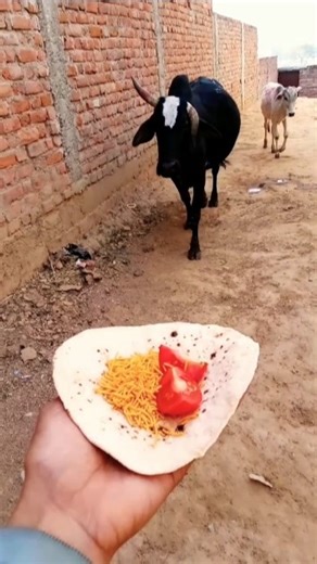 Golden Retriever & Calf Birthday Party! ✨ #shorts #animalfriendship #goldenretriever