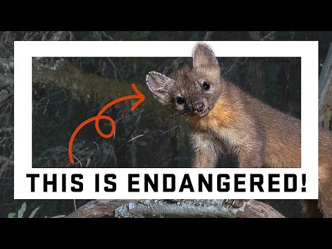 Research reveals insights into the rare coastal marten, an adorable carnivore