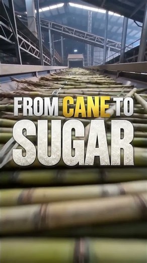How Sugar Cane Becomes White Sugar