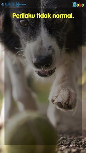 Characteristics of Dogs Affected by Rabies Rabies According to WHO #Shorts