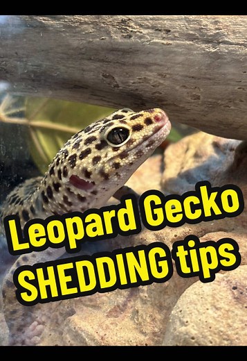 Essential Tips for Leopard Gecko Shedding