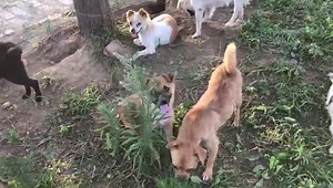 93 reactions · 69 shares | Meet some more of our 500 Yulin rescue dogs enjoying the Garden and feeling good to be alive. Thank you all for helping on their road to recovery. PayPal: MasterGuo.rescues@gmail.com https://www.gofundme.com/feed-chinas-rescue-dogs-YULIN | Feed Chinas Rescue Dogs in the Garden of Life | Facebook