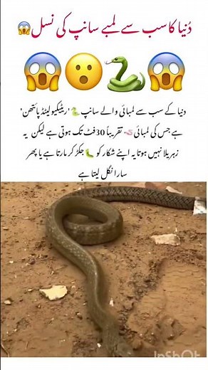 World Life Biggest Snake 🐍 #snake #naturefacts #animals #naturelovers #wildlife #nature