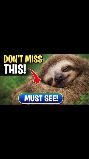 Sloth SLEEP like THIS?! | Watch Till the End