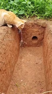 5.1M views · 27K reactions | A clever orange tabby cat demonstrates advanced hunting skills by using a small mouse as live bait. The cat drops the mouse into a dirt pit and waits patiently for a snake to emerge before striking and capturing the predator in a split-second move. | Paul Vu Tv | Facebook