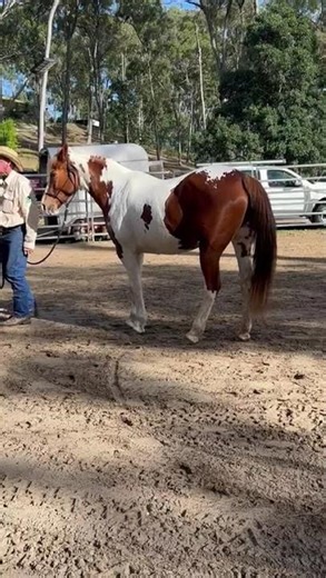 What not to do! #horsetraininggroundwork #horsemanagement