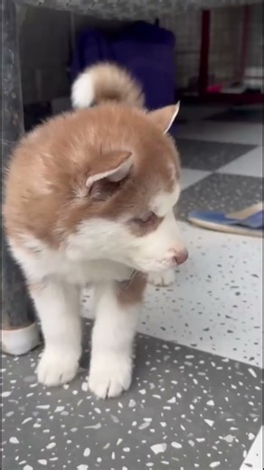 Husky 😍6280977373 #husky