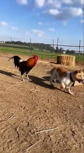Angry Rooster Chases Dog for Stealing Its Chick! 🐓🔥😂