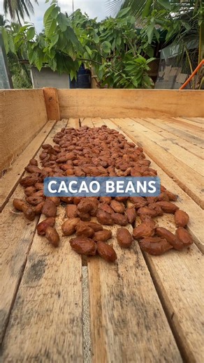 Fermented Cacao Beans #driveswithej #cacao #fermented #bayrepfarms